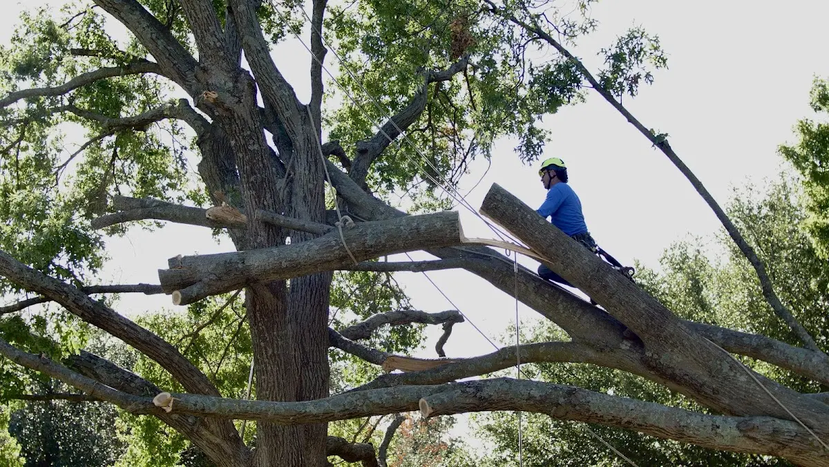 Professional Crown Thinning performed by certified arborists in North Scituate