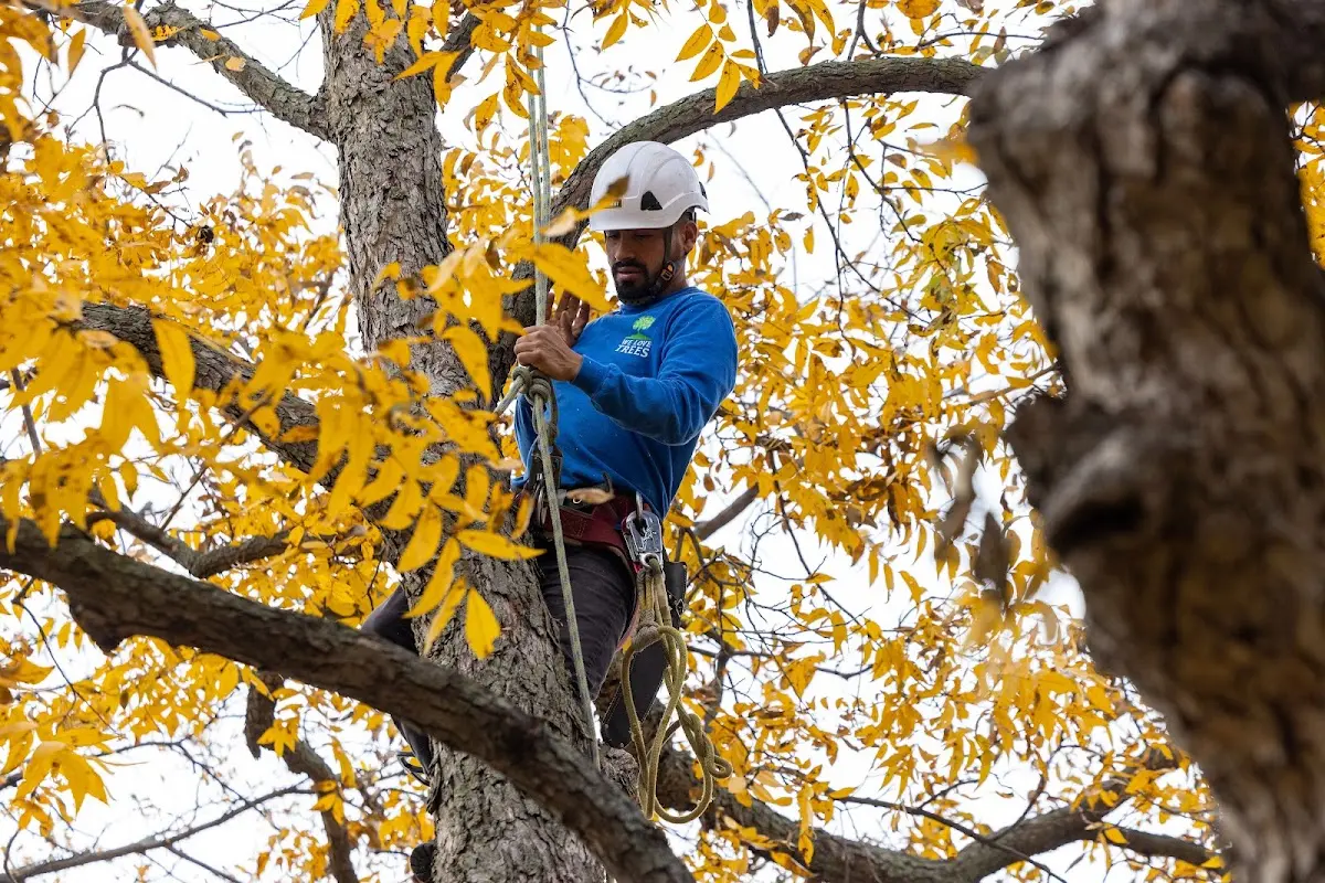 Skilled Tree Transplanting crew working in North Scituate